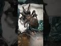 black tarantula#tarantula bite #largest tarantula bite #dangerous spider #animal adventure