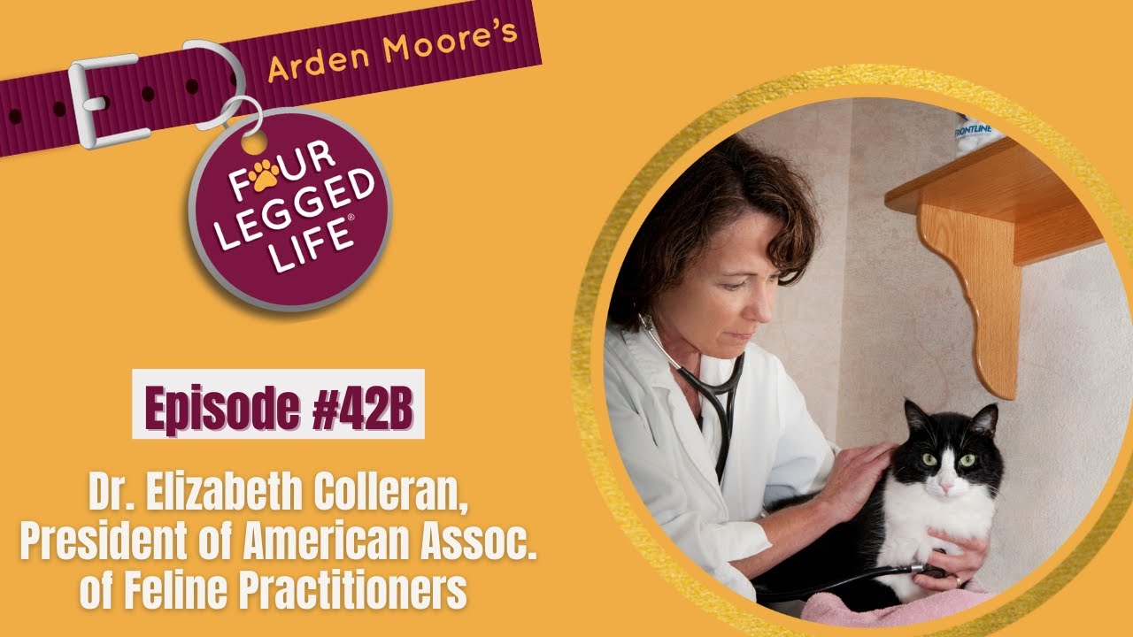 Ep42 Dr Colleran YouTube