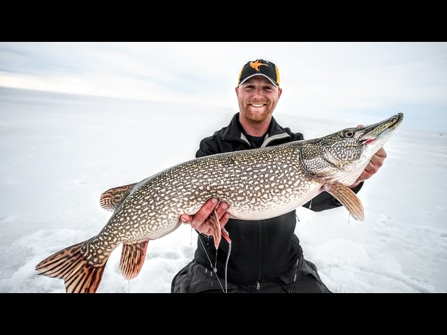 Last Ice on Lake of the Woods — HUGE Pike, Burbot & more