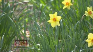 With The Start Of Spring, Allergy Season Follows Suit