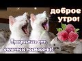 С Добрым Утром🌸самого доброго утра и хорошего дня !