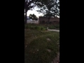 Stubborn Dog Libby