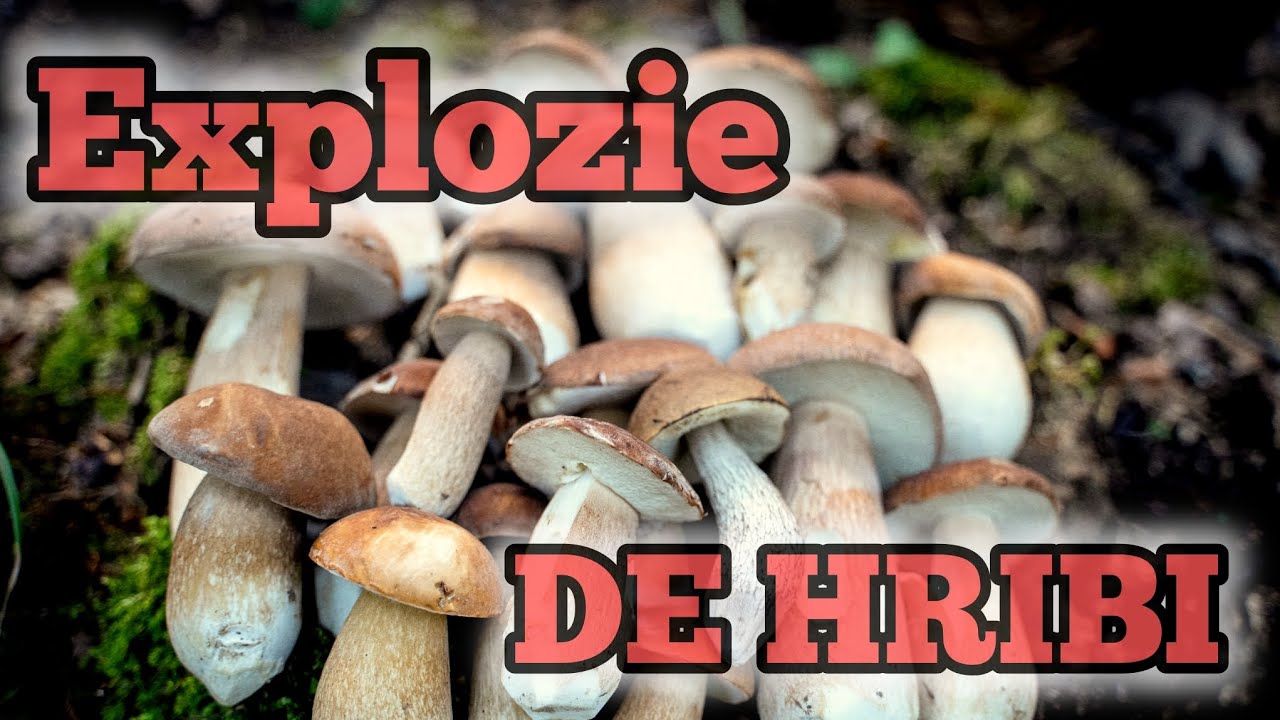 Explozie de ciuperci. HRIBI si multe altele