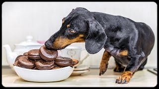 DOG trying to steal COOKIES! Try not to laugh on this funny animal video! DOG trying to steal COOKIES! Try not to laugh on this funny animal video!