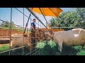 She's in LOVE 😍with him! (a breeding buck visits our mini-farm)