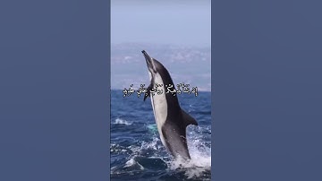 واتس اب قران كريم القارئ مشاري فالح (سوره فاطر)