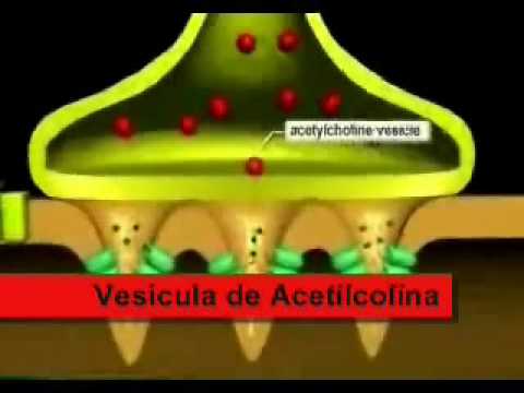 potencial de ação youtube neuromuscular junction
