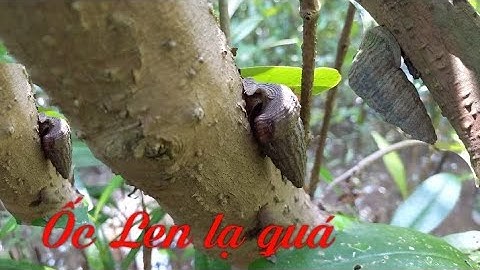 Trãi nghiệm bắt ốc Len ở rừng ngập mặn Cái Đôi Vàm , Ốc Len xào dừa đặc sản quê Cà Mau #dan