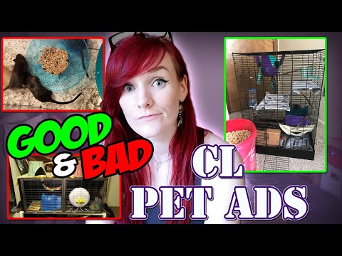 Craigslist Pets Pueblo