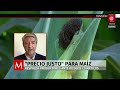 ¿Sube o se mantiene? Cómo afecta el nuevo programa de maíz blanco al bolsillo de los consumidores