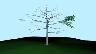 wind test on tree 1