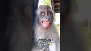 Woken up from a nap & all you hear is laughter 🤣 #funnyshorts #funnyanimals #monkeys #culturedtimes