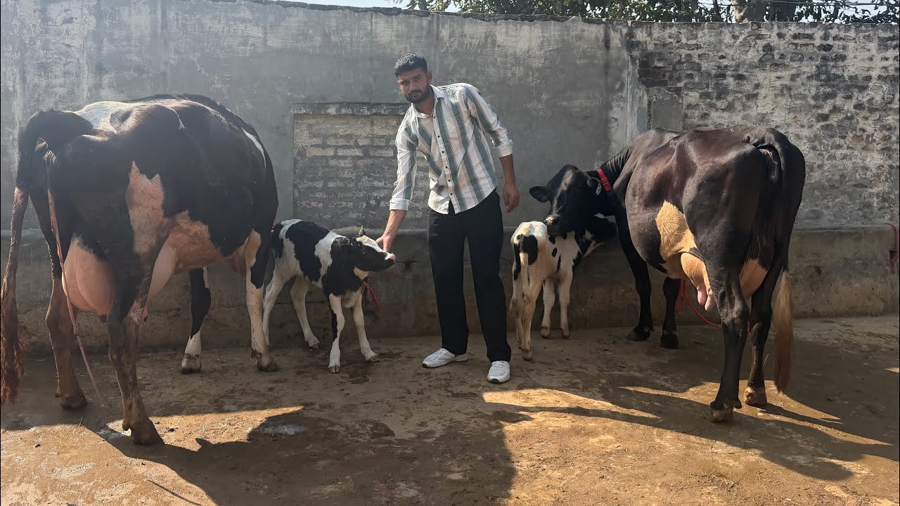 98772-02512,  32 ਕਿਲੋ ਦੁੱਧ ਤਿਆਰ ਮਿਣਨ ਵਾਲਾ ਤਾਜ਼ੀ ਗਾਂ ਵਿਕਾਊ ਏਰੀਆ ਸ਼ੇਰਪੁਰ ਸੰਗਰੂਰ