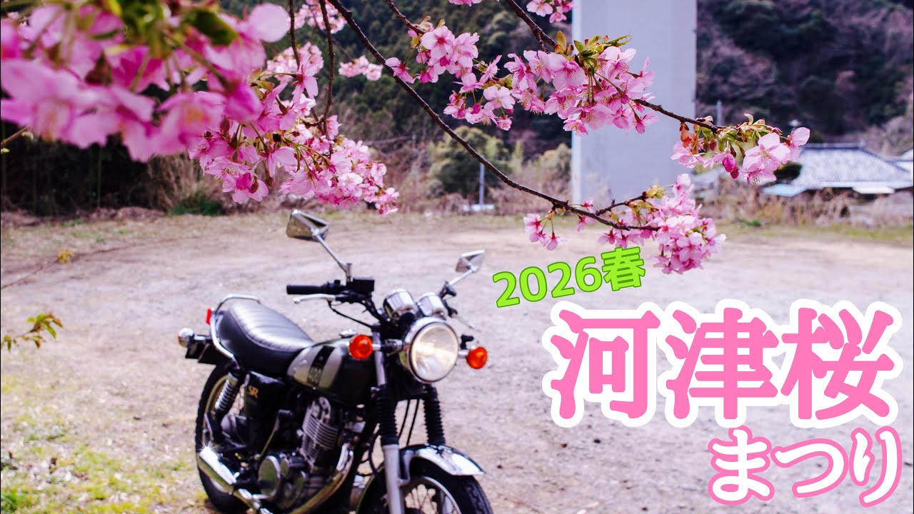 505. [Spring 2026] Kawazu Cherry Blossom Festival in full bloom