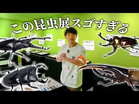 Summer Vacation Exclusive! This Insect Exhibition Featuring Bugs from Around the World is Incredi...