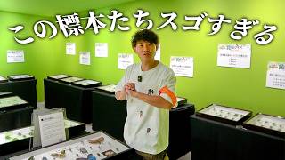 世界のスゴすぎる標本たちが集まる昆虫展！！！