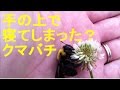 クマバチが手の上で寝てしまった？「熊蜂の飛行」の曲とは正反対（笑）かわいくおとなしいくまばちです！