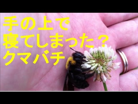 クマバチが手の上で寝てしまった 熊蜂の飛行 の曲とは正反対 笑 かわいくおとなしいくまばちです Youtube