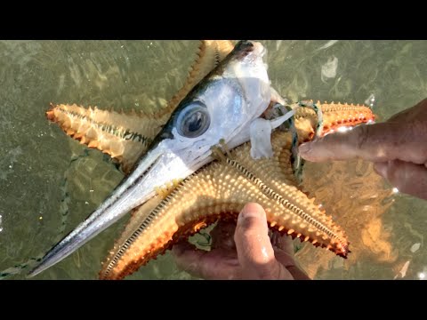 Видео: Какая рыба ест морскую звезду?