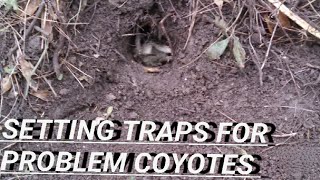 TRAPPING PROBLEM COYOTES PT 1 Problem Coyotes Part 1
