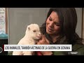 CNN Español - Informe especial sobre los animales afectados en Ucrania.