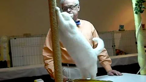 Watch the video about Absolutely Abyssinians CFA Cat Show in Jacksonville, FL January 2-3, 2010 (3rd)