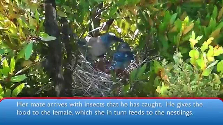 Florida Scrub-Jay Nesting Video