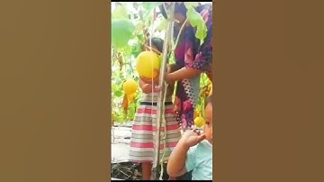 Thumbnail of #greenhousebambu #melongreenhouse #lamongan #petanimilenial#melongreenhouse