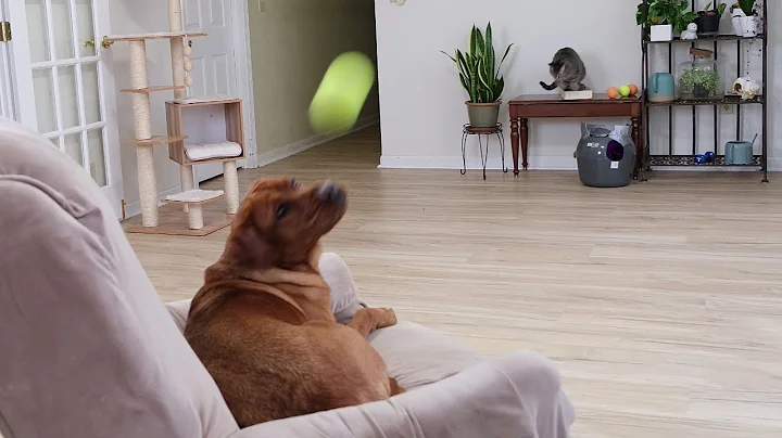 Cat Launches Balls at the Dog