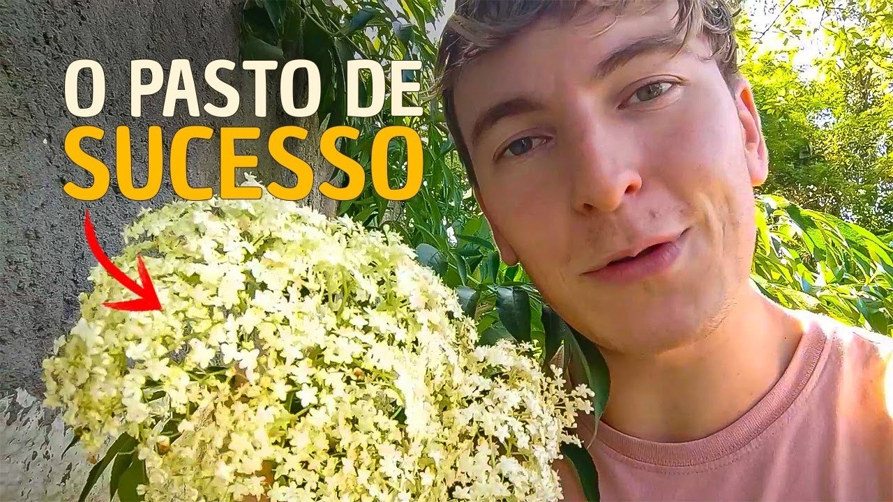 3 PILARES DO PASTO DE SUCESSO PARA CRIAÇÃO DE ASF