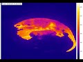 One year thermal camera time-lapse—Kīlauea summit