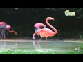 Flamingo Michael Jackson