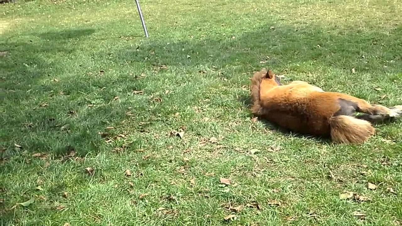 A Horse Having A Seizure (MUST WATCH) YouTube