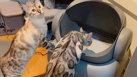 Watch the video about Neakasa M1 Automatic Litter Box Setup and Review! - DISCOUNT CODE!