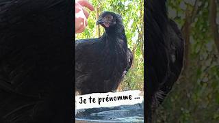 🐔 You chose her name... here is the name ... ❤️