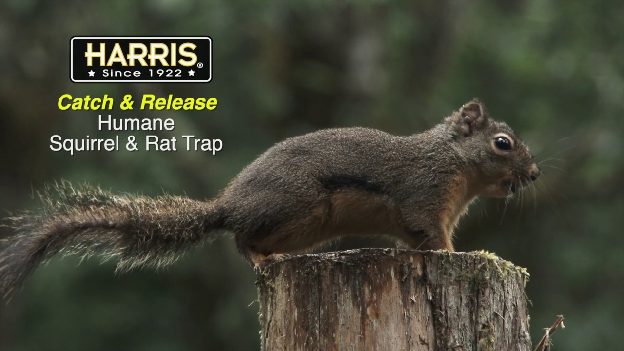 Harris Catch & Release Humane Mouse Trap