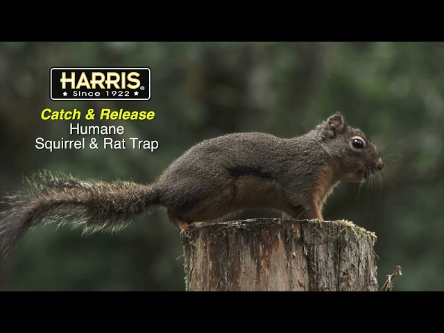 Harris Humane Mouse Trap, Catch & Release - PF Harris