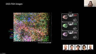 How to… make sense of multifish pipeline output using Napari - Yuhan Wang