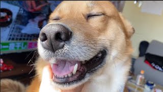 ニコォな犬（雑種犬） by とろの日常 3,220 views 3 weeks ago 1 minute, 7 seconds
