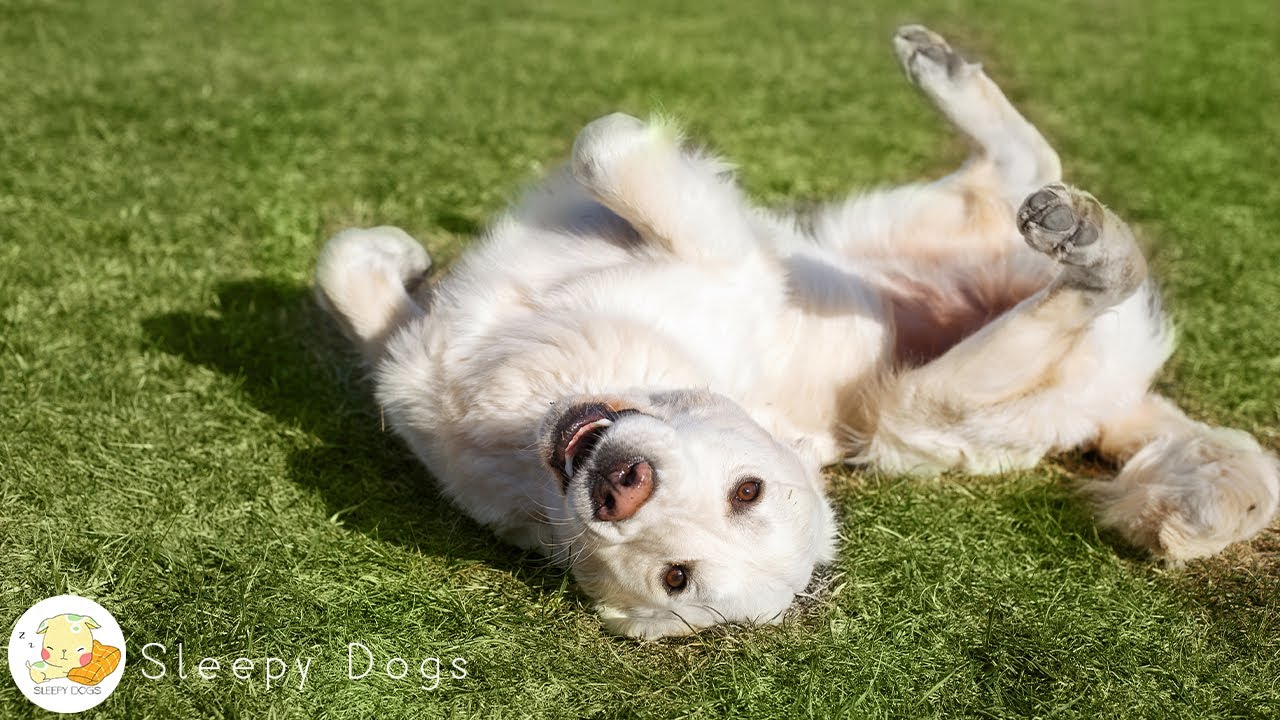 DOG TV: Video Keep Your Dog Entertained for Hours - Best Anti-Anxiety Music for Dogs When Home Alone