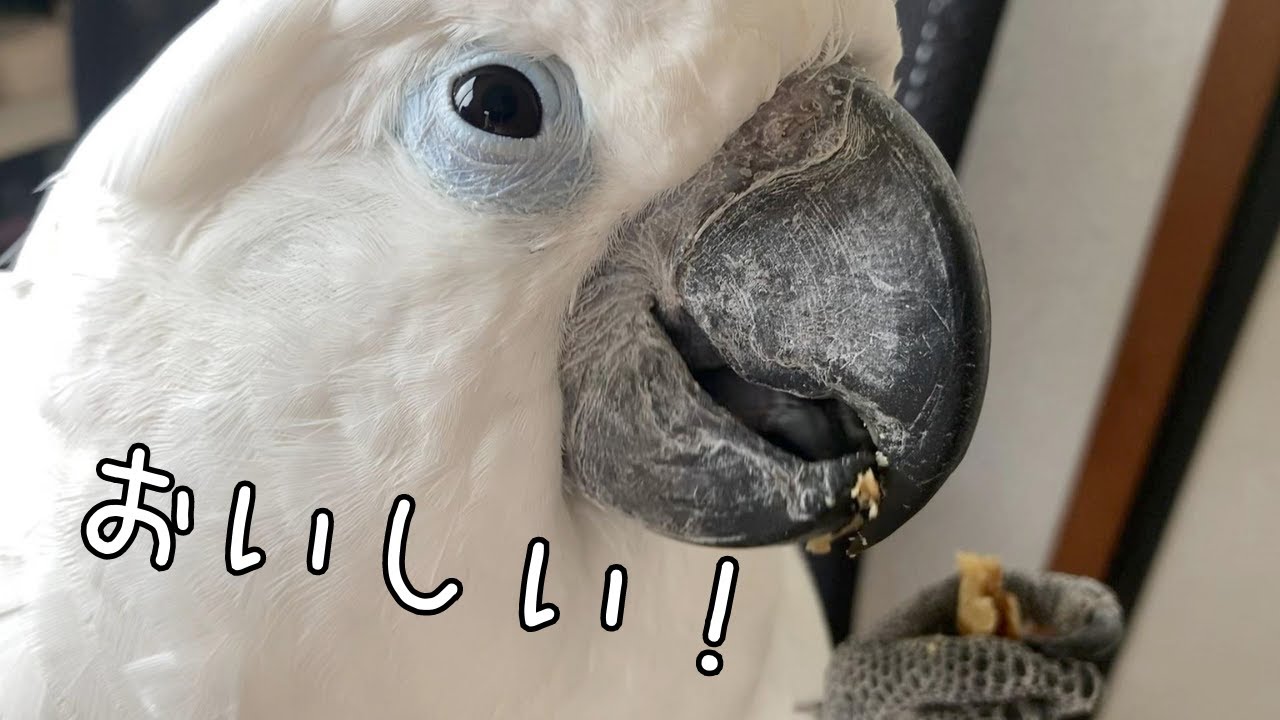 口の周りいっぱいにくるみをつけて食べるオウムが幸せそうｗ