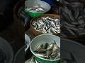 মাছের বাজারে সকাল সকাল পাইকিরী দেখুন।।।#fish #short