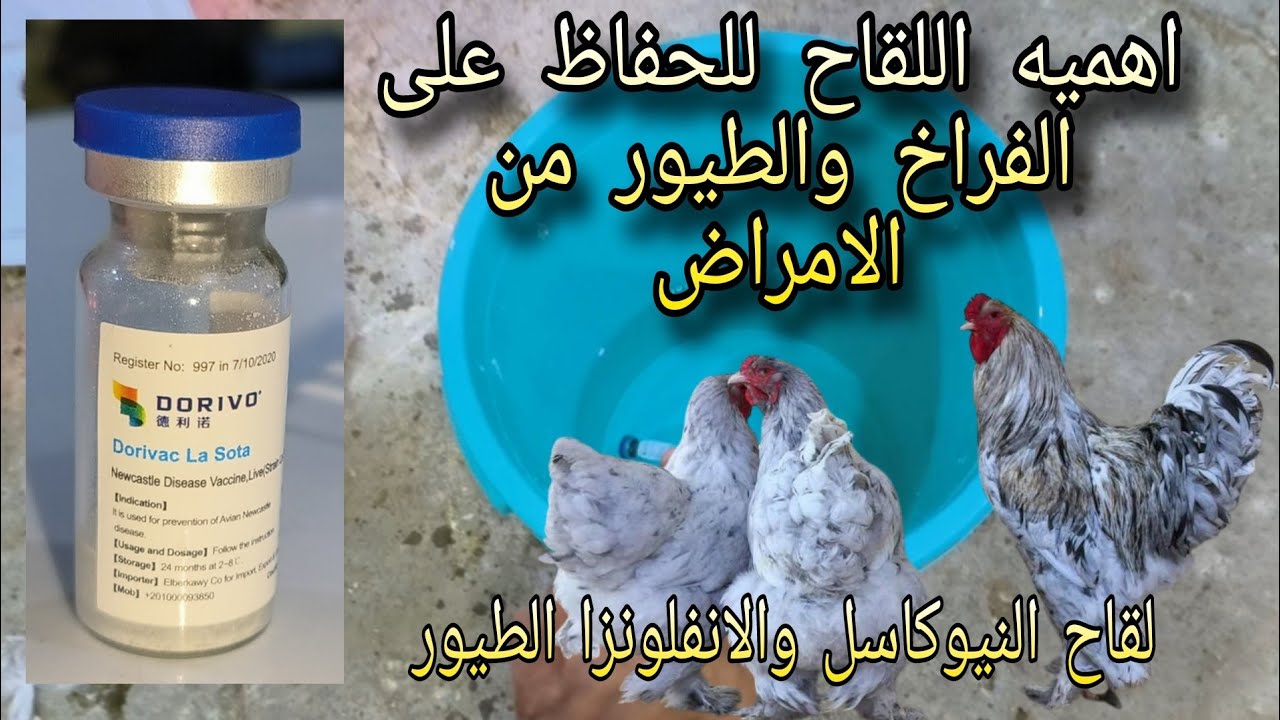 بالتفصيل: طريقه اعطاء لقاح النيوكاسل والتهاب الشعب الهوائيه في ماء الشرب خطوه بخطوه (علاج الشوطه)