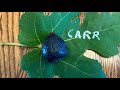 Carr Fig Tasting July 18 2025