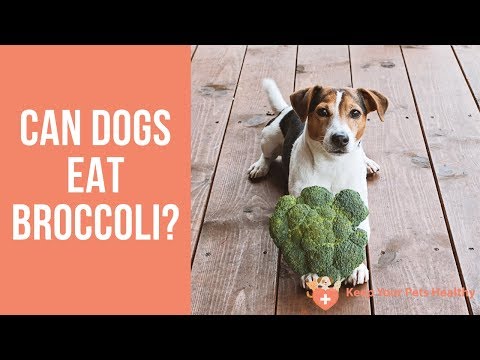 Can Dogs Eat Broccoli?