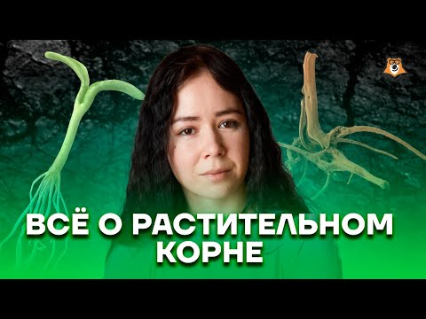 Все о растительном корне | Биология ЕГЭ 2023 | Умскул