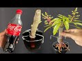 SUPER SPECIAL TECHNIQUE for breeding MANGO with coca~cola, super fast growth, super fruit