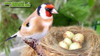 Goldfinches A Disaster Breeding British Birds S3Ep12