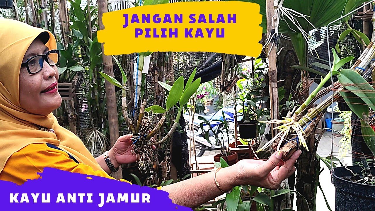 TANAM ANGGREK DI KAYU, MEMBUAT AKAR SEHAT & CEPAT TUMBUH.