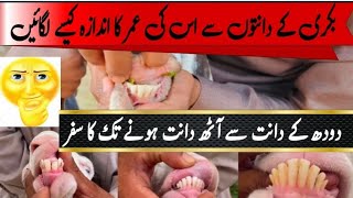 Age Identification By Teeth| Barki K Dant Dekh Kar Age Ka Andaza Kesy Lgaen| منڈی میں بکرے کے دانت